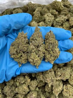 MAPLE DRIZZLE - Monsieur Cannabisbien shop