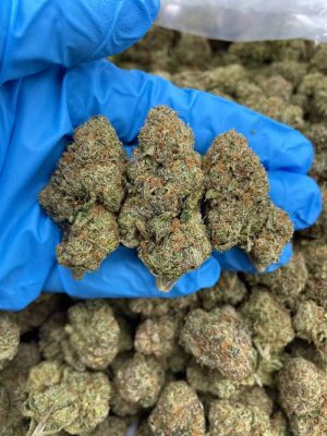 MIDNIGHT SPARK - Monsieur Cannabisbien shop