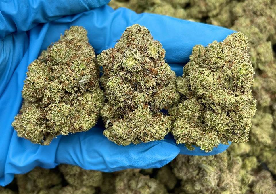 Cannabis (Marijuana)